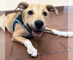 Small #7 Labrador Retriever Mix