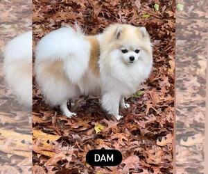 Mother of the Pomeranian puppies born on 04/16/2026