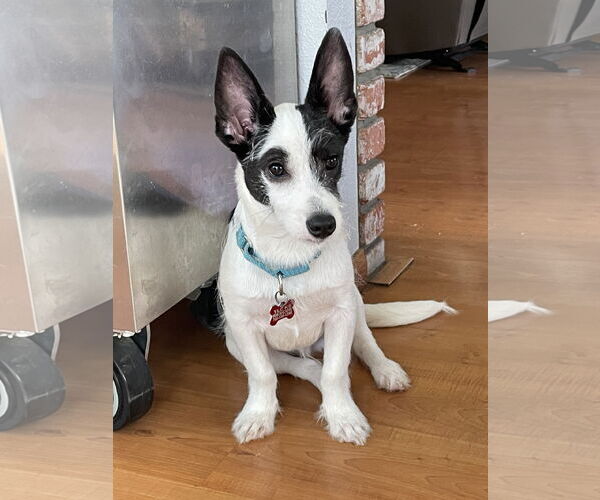 Medium Photo #4 Mutt Puppy For Sale in Escondido, CA, USA