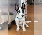 Small #3 Mutt