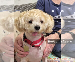 Bichon Frise-Unknown Mix Dogs for adoption in Ellijay, GA, USA