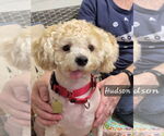 Small Bichon Frise Mix