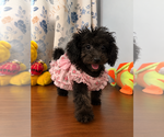 Yorkipoo puppie - Male Yorkipoo Puppy for Sale - Photo #7