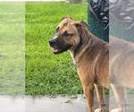 Small #2 American Pit Bull Terrier