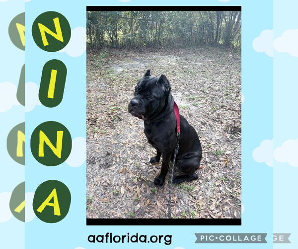 Medium Photo #2 Mutt Puppy For Sale in Pensacola, FL, USA