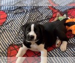 Small #7 Cane Corso-Saint Bernard Mix
