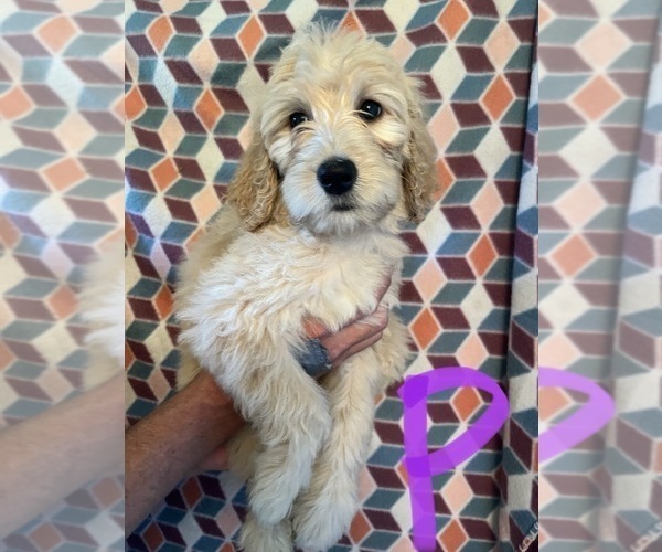 Medium Photo #4 Goldendoodle Puppy For Sale in GROTON, NY, USA