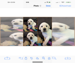 Small #2 Labrador Retriever