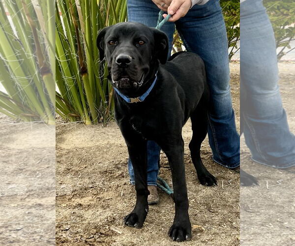 Medium Photo #4 Mutt Puppy For Sale in Goodyear, AZ, USA