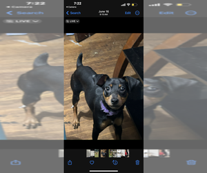Miniature Pinscher Puppy for sale in TERRE HAUTE, IN, USA