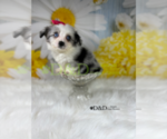 Small Photo #6 Aussiedoodle Miniature  Puppy For Sale in RIPLEY, MS, USA