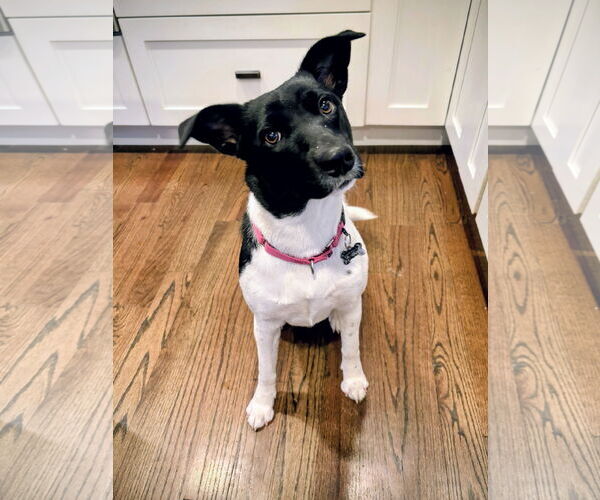 Medium Photo #1 Labrador Retriever-Unknown Mix Puppy For Sale in Rockaway, NJ, USA