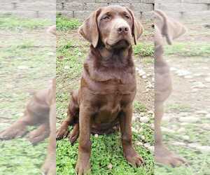 Father of the Labrador Retriever puppies born on 09/27/2022