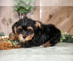 Small #2 Yorkshire Terrier