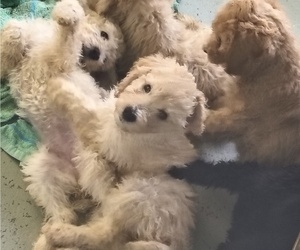 Poodle (Standard) Puppy for Sale in WINCHESTER, Tennessee USA