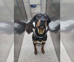 Rottweiler-Unknown Mix Dogs for adoption in Martinsburg, WV, USA