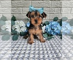 Small #5 Yorkshire Terrier