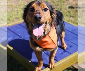 Pembroke Welsh Corgi-Unknown Mix Dogs for adoption in San Antonio, TX, USA