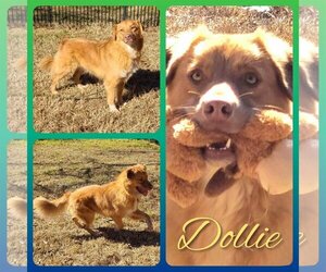 Australian Retriever Dogs for adoption in Cleburne, TX, USA