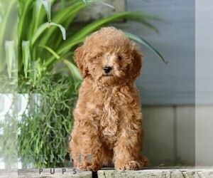 Cavapoo (Miniature) Puppy for sale in PARADISE, PA, USA