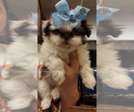 Puppy Lucy Shih Tzu