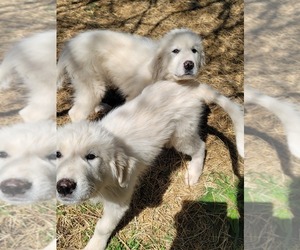 Great Pyrenees Puppy for sale in MOORESVILLE, NC, USA