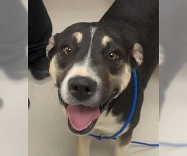 Medium Photo #1 Catahoula Leopard Dog-Unknown Mix Puppy For Sale in Canton, CT, USA