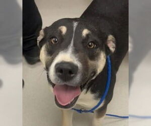 Catahoula Leopard Dog-Unknown Mix Dogs for adoption in Canton, CT, USA