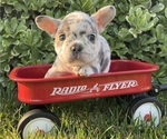 Puppy Toasty French Bulldog