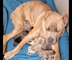 Mother of the Cane Corso puppies born on 10/17/2021