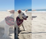 Small #1 Labrador Retriever Mix