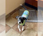 Small #1 Boston Terrier Mix