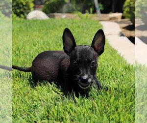 Chihuahua-Unknown Mix Dogs for adoption in San Diego, CA, USA