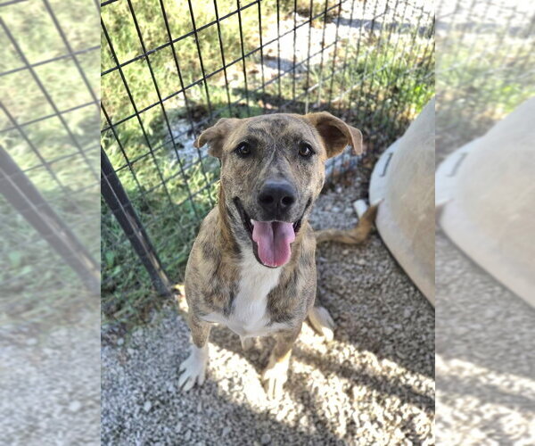 Medium Photo #1 Holland Shepherd-Unknown Mix Puppy For Sale in Bolivar, MO, USA
