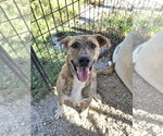 Leia - Female Holland Shepherd-Unknown Mix Dog for Adoption - Small photo