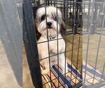 Small #6 Shih Apso