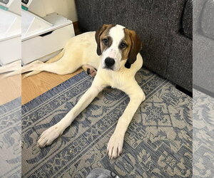 Mutt Dogs for adoption in Shelburne, VT, USA