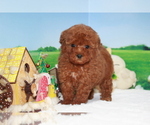 Small Photo #8 Poodle (Toy) Puppy For Sale in MANHATTAN, NY, USA