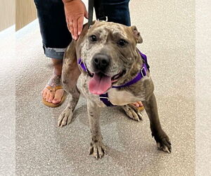 American Pit Bull Terrier-Unknown Mix Dogs for adoption in Crete, IL, USA