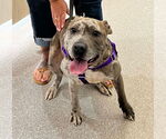 Small American Pit Bull Terrier Mix