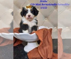 Bernedoodle (Miniature) Dog for Adoption in SHIPSHEWANA, Indiana USA