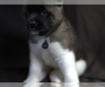 Small Photo #2 Akita Puppy For Sale in YONKERS, NY, USA