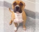 Small Photo #2 American Pit Bull Terrier Puppy For Sale in Houston, TX, USA