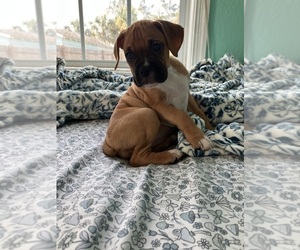 Boxer Puppy for sale in DAYTONA BEACH, FL, USA