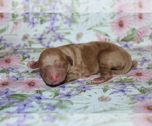 Goldendoodle (Miniature) Puppy for sale in BLMGTN, IN, USA