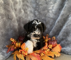 Schnauzer (Miniature) Puppy for sale in GRAY, GA, USA