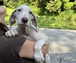 Puppy AKC Misty Great Dane