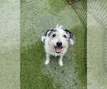 Small #1 Mutt