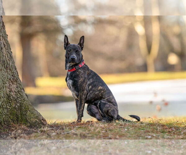 Medium Photo #7 Mutt Puppy For Sale in Germantown, OH, USA