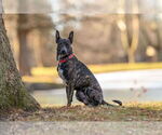 Small #6 Mutt